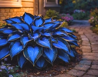 300+ Blue & Black Hosta Seeds – Giant Perennial Shade Garden Plants with Bold Foliage