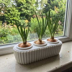 May include: A white, ribbed planter with three sections, each holding an onion with green sprouts. The planter sits on a windowsill with a blurred green background.