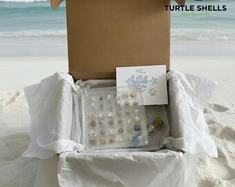 Mini Seashells Keepsake Box Juno Beach Florida Gift Tiny Mixed Shells for Crafting Sea Turtle Conservation Donation Coastal Decor