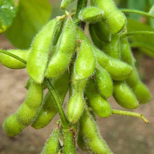 May include: Close-up of fresh, bright green edamame pods on a stem. The pods are covered in fine hairs, and the image highlights the texture and vibrant color of the young soybeans. The background is blurred, emphasizing the pods.