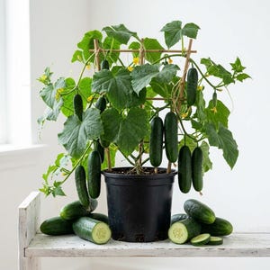 Cucumber Plant Pots - Etsy
