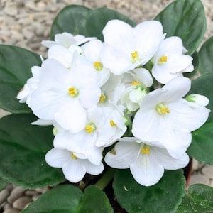 White African Violet Live Plant, 3–5 Inch Tall in 4 Inch Pot, Blooming Indoor Houseplant with Elegant White Flowers, Ready to Grow