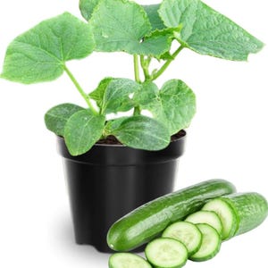 May include: A cucumber plant in a black pot with large green leaves. Two whole cucumbers and several cucumber slices are next to the pot. The cucumbers are green with a light green interior.