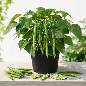May include: A green bean plant growing in a black plastic pot with several long green bean pods hanging from the stems. Several harvested green bean pods are scattered on the surface, including some that are split open to reveal the seeds inside.