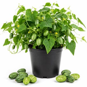 May include: A potted cucamelon plant with vibrant green, heart-shaped leaves, small yellow flowers, and numerous oval-shaped, striped fruits. Several whole and sliced cucamelons are arranged in front of the black plastic nursery pot.