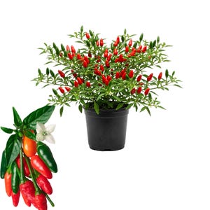 May include: A potted chili pepper plant with vibrant red and green peppers. The plant is in a black pot and has green leaves. A close-up shows a cluster of peppers in various stages of ripeness, from green to red and orange.