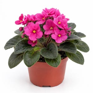 May include: A potted African violet plant featuring vibrant magenta flowers with bright yellow centers. The plant has thick, dark green, fuzzy, heart-shaped leaves arranged in a rosette pattern, all contained within a simple brown plastic pot.