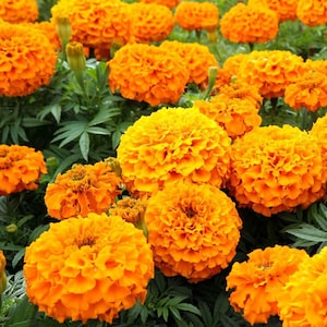 May include: A vibrant field of orange marigold flowers in full bloom. The flowers have multiple layers of petals and are surrounded by green foliage. The image is a close-up shot, highlighting the texture and color of the flowers.