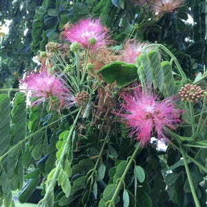 May include: Close-up of a tree branch with vibrant pink, fluffy flowers. The flowers are surrounded by green leaves and buds. The image is taken outdoors, with a soft focus background of more green foliage.