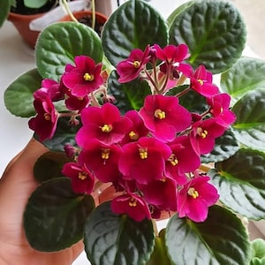 May include: A close-up of an African violet plant with vibrant magenta flowers and dark green, textured leaves. The flowers have yellow centers. The plant is in a pot, with other plants visible in the background.