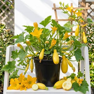 May include: A potted zucchini plant with bright yellow flowers and elongated yellow zucchini fruits. The plant is in a black pot, sitting on a white shelf. Some zucchini are cut open, revealing the seeds. The background includes a wooden trellis.