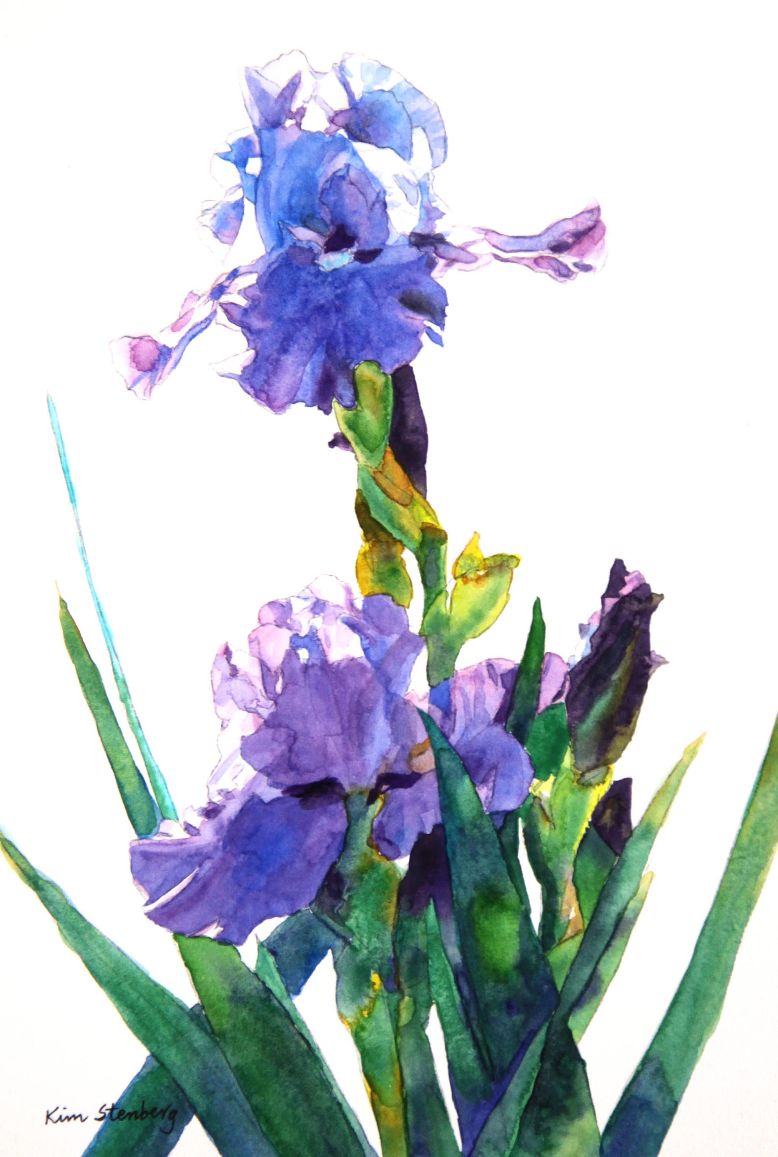 Purple Bearded Iris Flower Painting Original Matted Watercolor | Etsy