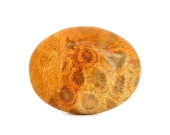 Agatized Fossil Coral Gemstone Cabochon (27mm x 21mm x 6mm) - Oval Stone - Coral Agate Crystal