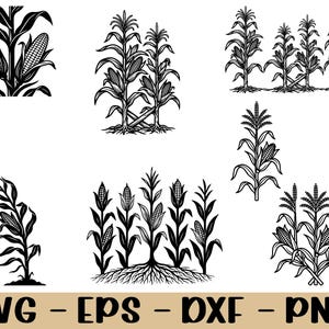 Könnte beinhalten: Eine Sammlung von schwarz-weißen Vektorillustrationen, die verschiedene Maispflanzen mit Kolben, Blättern und Wurzelsystemen darstellen. Das Bild enthält am unteren Rand den Text SVG - EPS - DXF - PNG und zeigt mehrere Maispflanzen-Designs.