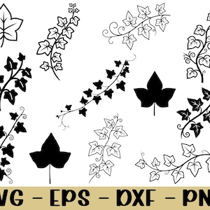 Ivy Leaf Svg, Ivy Branch Silhouette, Dxf, Png
