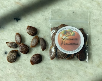 WILD Persimmon Seeds (Foraged Fresh 2025 harvest)
