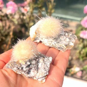 Könnte beinhalten: Zwei kleine Kaktuspflanzen mit flauschigen, beigefarbenen Spitzen und stacheligen Nadeln, die auf grauen und weißen Felsformationen ruhen. Die Pflanzen werden in einer Hand gehalten, mit einem verschwommenen Hintergrund aus rosa Blumen.