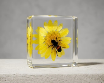 Honey Bee Resin Cube, Real Apis Mellifera, Bee Lover Gift, Pollinator Inspired Decor, Nature Keepsake, Unique Aesthetic Gift