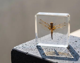 Real Dragonfly Specimen Resin Block, Entomology Display, Insect Collection Decor, Nature Lover Gift, Natural History Decor, Resin Insect Art