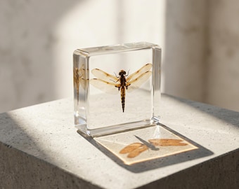 Real Dragonfly Resin Block, Dragonfly Specimen Display, Nature Inspired Desk Decor, Entomology Art, Insect Collector Gift