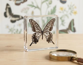 Real Citrus Swallowtail Butterfly Resin Decor, Preserved Insect Display, Nature Inspired Art Piece, Unique Home Accent, Collector Gift