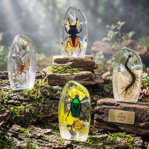 May include: Four clear resin specimens containing a brown spider, a black and orange stag beetle, a metallic green beetle with yellow flowers, and a long brown centipede on sand. Each piece is encased in a smooth, teardrop-shaped block.
