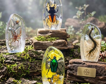 Echter Harz-Ausstellungsstand, 3D-Epoxytropfdekor-Skulptur, Luxus-Schreibtischregal-Inneneinrichtung, Geburtstagsgeschenk, einzigartige Naturkunst
