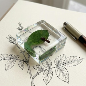 Pode incluir: Um bloco de resina transparente envolve uma folha verde e uma pequena formiga. O bloco é quadrado e repousa sobre uma superfície creme com uma ilustração botânica. Uma caneta com ponta prateada e corpo castanho e preto está no fundo.