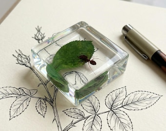 Real Ant Resin Cube, Pheidole Megacephala Specimen, Insect Display, Nature Collector Gift, Unique Desk Decor, Science Gift