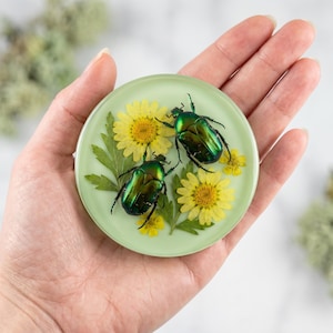 May include: A round, light green resin coaster featuring two iridescent green beetles, yellow flowers, and green leaves. The coaster is held in a hand, showcasing the detailed design and natural elements.
