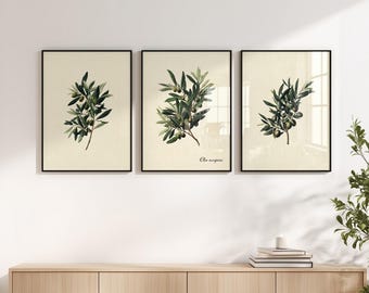 Vintage Botanical Olive Branch Wall Art Set of 3 Prints – Olive Tree Poster, Minimalist Gallery Wall, Kitchen Art Print, Printed Home Decor