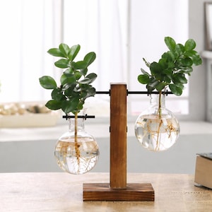 Peut inclure: Support de plante en bois avec deux vases en verre transparent en forme de bulbe, chacun contenant une plante verte avec des racines visibles. Le support est brun foncé avec une barre métallique noire.