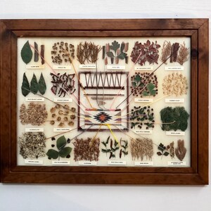 May include: A framed display featuring a central woven textile piece surrounded by twenty-four labeled botanical specimens. Each specimen is connected to the central weaving by a thin thread. The wooden frame encloses the collection of dried plants.