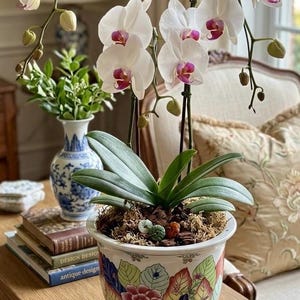 Peut inclure: Une orchidée Phalaenopsis blanche avec de multiples fleurs aux centres magenta, plantée dans un pot en céramique rond orné d'un motif floral coloré de feuilles et de fleurs rouges, vertes et bleues sur un fond blanc.