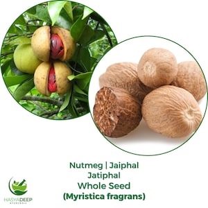 May include: Image showing nutmeg seeds, some whole and some halved, displaying a red interior. The image also features nutmeg fruits on a tree branch. The text reads "Nutmeg | Jaiphal Jathiphal Whole Seed (Myristica fragrans)".
