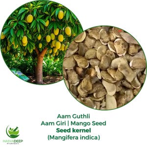 Aam Guthli Seed | Mengifera Indica | Mango Seed Kernel | Natural