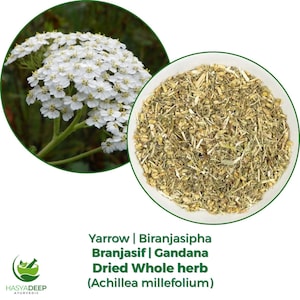 Puede incluir: La imagen presenta milenrama, una hierba entera seca. Se muestra un racimo de flores blancas de milenrama junto a un cuenco de material vegetal seco. El texto identifica la hierba como milenrama, también conocida como Biranjasipha, Branjasif y Gandana, y su nombre científico, Achillea millefolium.