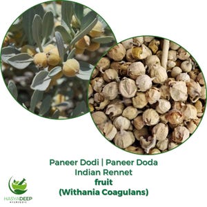 Peut inclure: Image de Paneer Dodi, également connu sous le nom de fruit de présure indien. L'image montre deux vues circulaires : l'une de la plante avec des fruits jaunes et des feuilles vertes, et l'autre de fruits séchés. Le texte indique "Paneer Dodi | Paneer Doda Indian Rennet fruit (Withania Coagulans)".