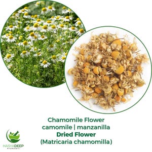 Pode incluir: A imagem apresenta duas inserções circulares. À esquerda, flores de camomila frescas com pétalas brancas e centros amarelos. À direita, flores de camomila secas. O texto diz: Flor de camomila, Flor seca (Matricaria chamomilla).