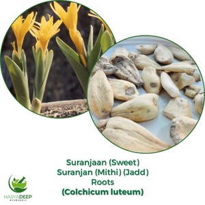 May include: Image features two circular insets. The left inset shows yellow flowers with green leaves. The right inset displays dried, beige-colored roots. Text below reads "Suranjaan (Sweet) Suranjan (Mithi) (Jadd) Roots (Colchicum luteum)".