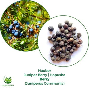 Pode incluir: Imagem de bagas de zimbro. Uma seção mostra bagas azuis em um galho de agulhas verdes. A outra mostra uma pilha de bagas de zimbro secas e escuras. Texto: Hauber Juniper Berry | Hapusha Berry (Juniperus Communis).