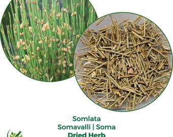 Somlata Dried herb | Ephedra Gerardiana | Somavalli | Soma | Dried Stem cuts