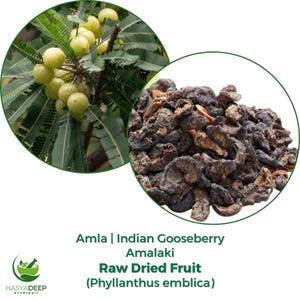 Puede incluir: Imagen de Amla, también conocida como grosella espinosa india, y fruta seca cruda de Amalaki. La imagen muestra grosellas espinosas verdes frescas en una rama y un montón de fruta seca de color marrón oscuro. El texto en la imagen dice "Raw Dried Fruit (Phyllanthus emblica)".