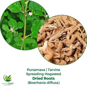 Puede incluir: Imagen de Punarnava, también conocida como Tarvine o Hierba de la Muela, con un primer plano de sus hojas verdes y pequeñas flores blancas, junto a un montón de raíces secas. El texto dice "Dried Roots (Boerhavia diffusa)".