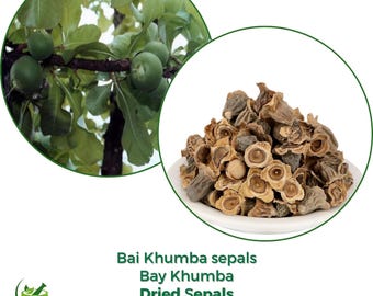 Bai Khumba | Bucht Khumba | Careya Arborea | Natürlich