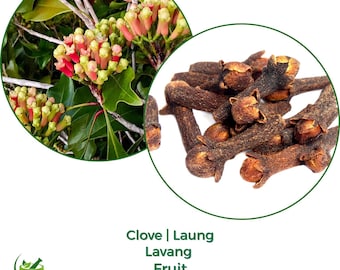 Nelke Knospe / Pulver | Syzygium aromatum | Natürlich Gewürz | Pflanzlich