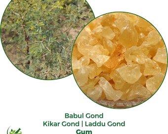 Babul Gond | Puder | Babool Gum | Laddu | Akazie Arabica