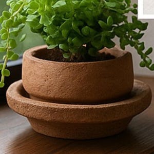 May include: A small, round, terracotta-colored plant pot with a matching saucer. The pot contains a green plant with small, round leaves. The pot and saucer sit on a wooden surface, creating a natural, earthy aesthetic.