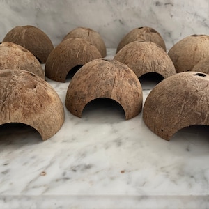 May include: Eight brown coconut shells with the top cut off and a hole drilled in the side. The shells are arranged in a semi-circle on a white marble surface.