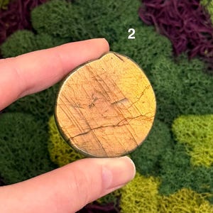 May include: A round, golden-brown stone with a textured surface and natural cracks. The stone is held between fingers against a backdrop of green and purple moss. The number "2" is visible in the upper right corner.